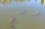 Manatees!!