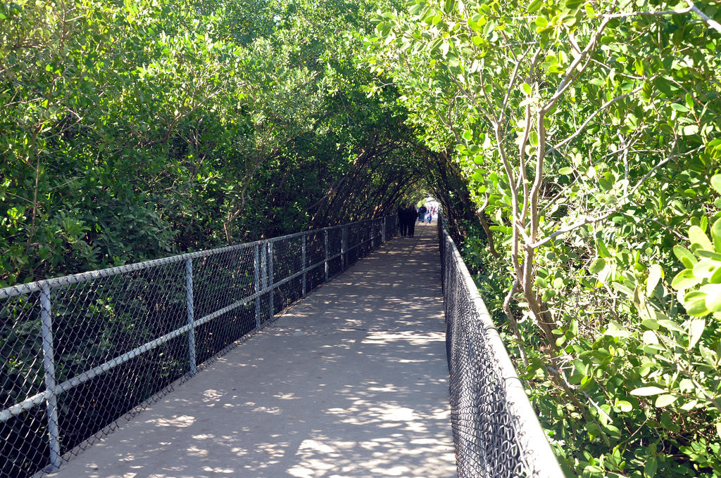 The boardwalk at Apollo Beach Manatee Viewing Center